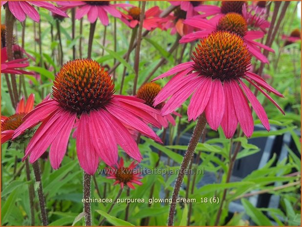 Echinacea purpurea 'Glowing Dream' | Rode zonnehoed, Zonnehoed | Roter Sonnenhut