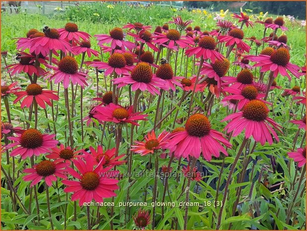 Echinacea purpurea 'Glowing Dream' | Rode zonnehoed, Zonnehoed | Roter Sonnenhut