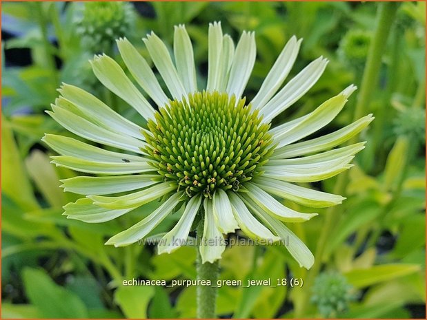 Echinacea purpurea 'Green Jewel' | Rode zonnehoed, Zonnehoed | Roter Sonnenhut