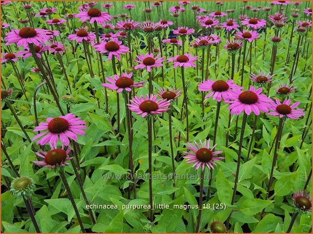 Echinacea purpurea 'Little Magnus' | Rode zonnehoed, Zonnehoed | Roter Sonnenhut