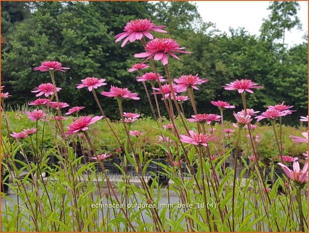 Echinacea purpurea &#x0027;Mini Belle&#x0027; | Zonnehoed | Roter Sonnenhut