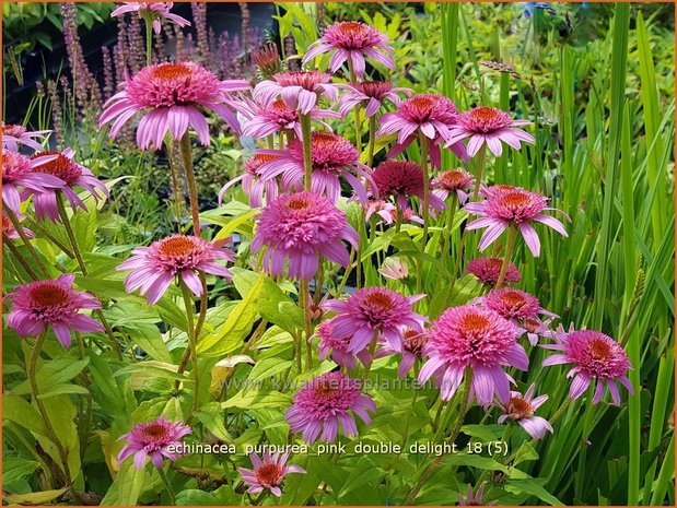 Echinacea purpurea 'Pink Double Delight' | Rode zonnehoed, Zonnehoed | Roter Sonnenhut