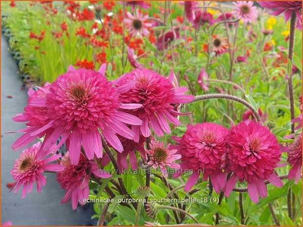 Echinacea purpurea 'Southern Belle' | Rode zonnehoed, Zonnehoed | Roter Sonnenhut