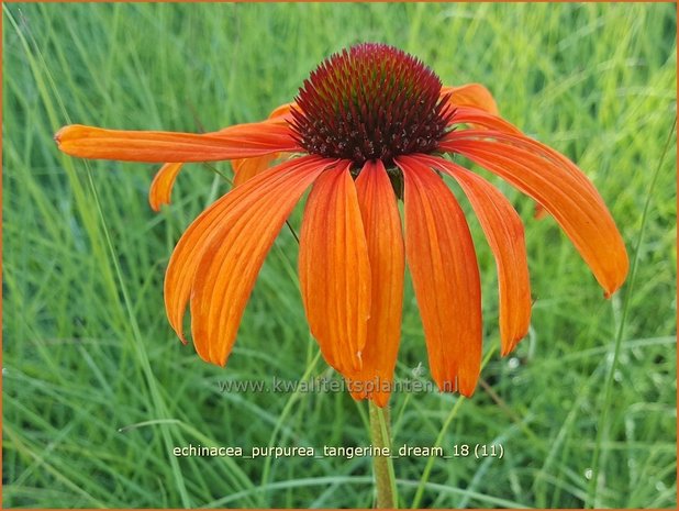 Echinacea purpurea 'Tangerine Dream' | Rode zonnehoed, Zonnehoed | Roter Sonnenhut