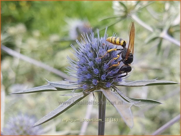 Eryngium tripartitum | Kruisdistel | Dreiteilige Mannstreu