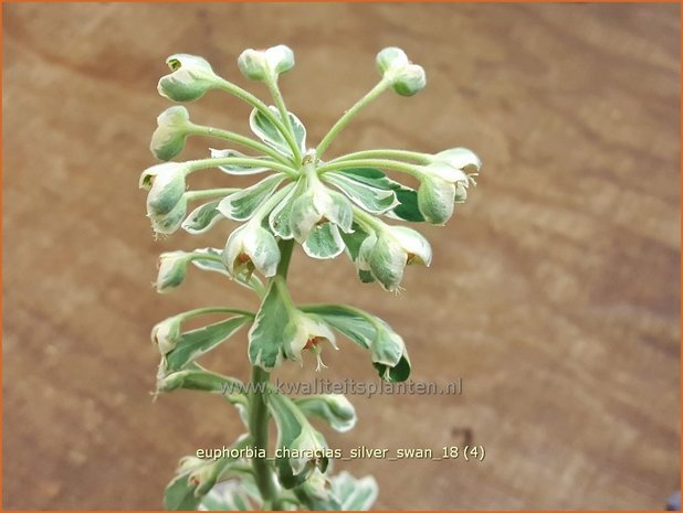 Euphorbia characias 'Silver Swan' | Wolfsmelk | Palisaden-Wolfsmilch