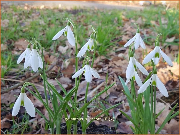 Galanthus &#x0027;S. Arnott&#x0027; | Sneeuwklokje | Schneegl&#x00f6;ckchen