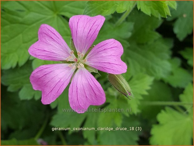 Geranium oxonianum 'Claridge Druce' | Ooievaarsbek, Tuingeranium | Oxford-Storchschnabel