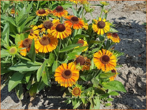 Helenium &#x0027;Short and Sassy&#x0027; | Zonnekruid | Sonnenbraut