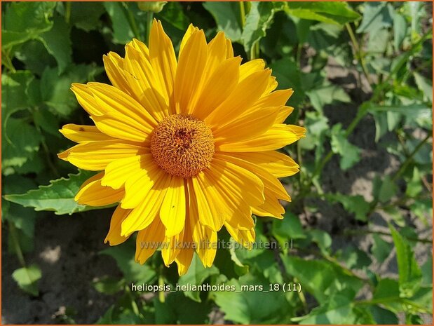 Heliopsis helianthoides 'Mars' | Zonneoog | Gewöhnliches Sonnenauge