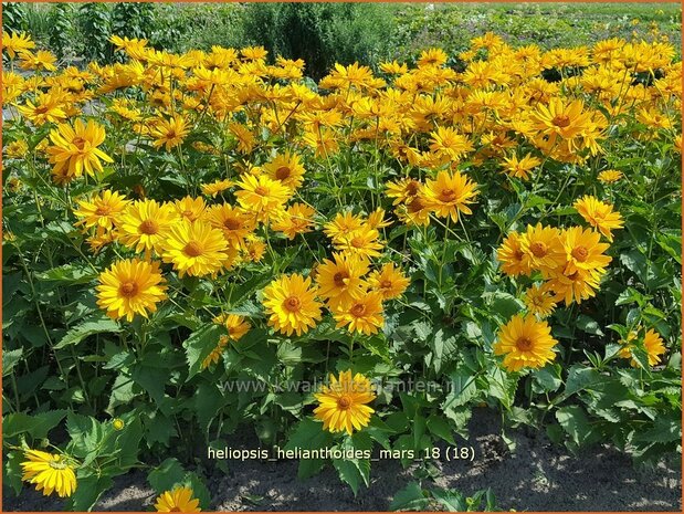 Heliopsis helianthoides 'Mars' | Zonneoog | Gewöhnliches Sonnenauge