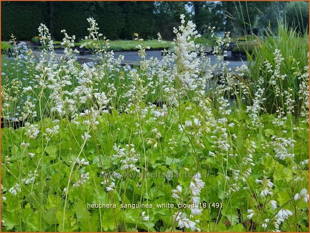 Heuchera sanguinea 'White Cloud' | Purperklokje | Purpurglöckchen