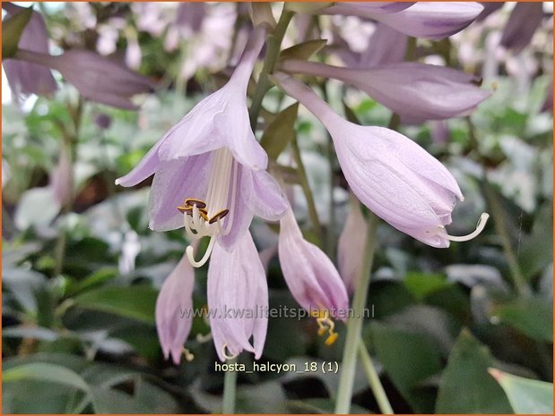 Hosta 'Halcyon' | Hosta, Hartlelie, Funkia | Funkie