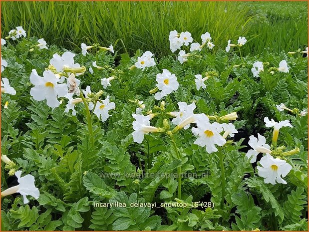 Incarvillea delavayi 'Snowtop' | Tuingloxinia | Yunnan-Freilandgloxinie