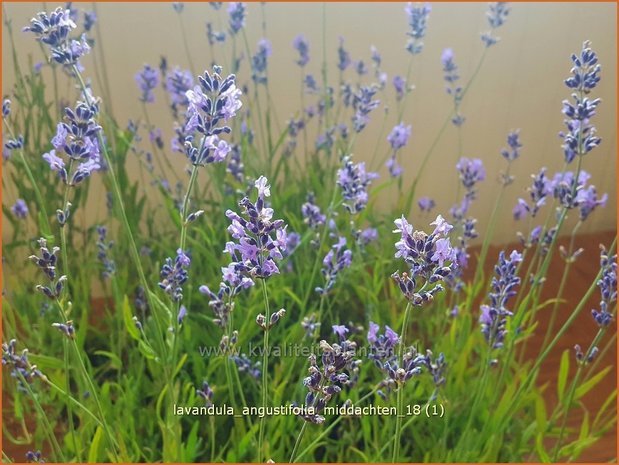 Lavandula angustifolia 'Middachten' | Gewone lavendel, Echte lavendel, Lavendel | Echter Lavendel