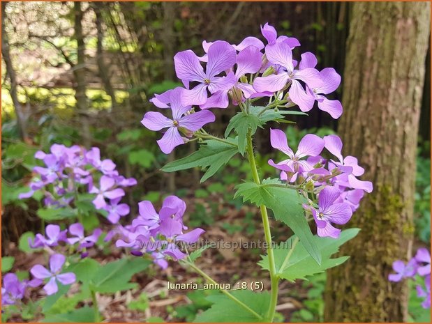 Lunaria annua | Judaspenning | Einjähriges Silberblatt