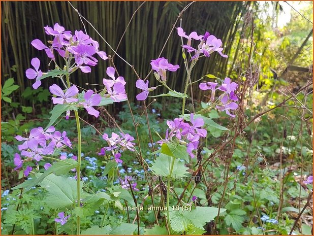 Lunaria annua | Judaspenning | Einjähriges Silberblatt