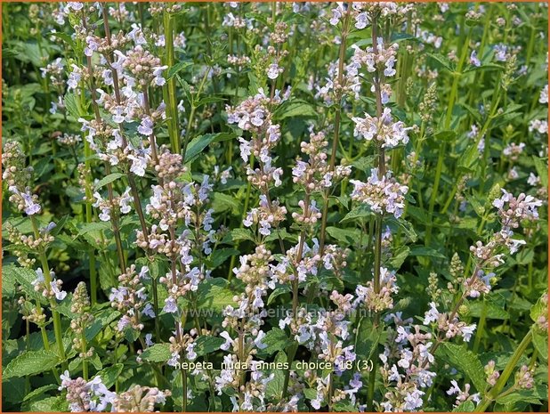 Nepeta nuda 'Anne's Choice' | Kattenkruid | Kahle Katzenminze