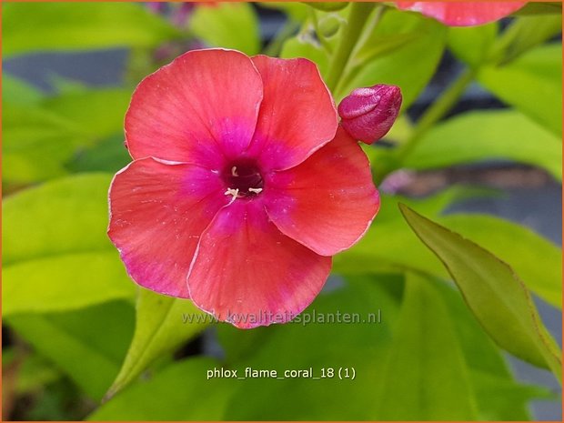 Phlox 'Flame Coral' | Hoge vlambloem, Vlambloem, Flox, Floks | Hohe Flammenblume