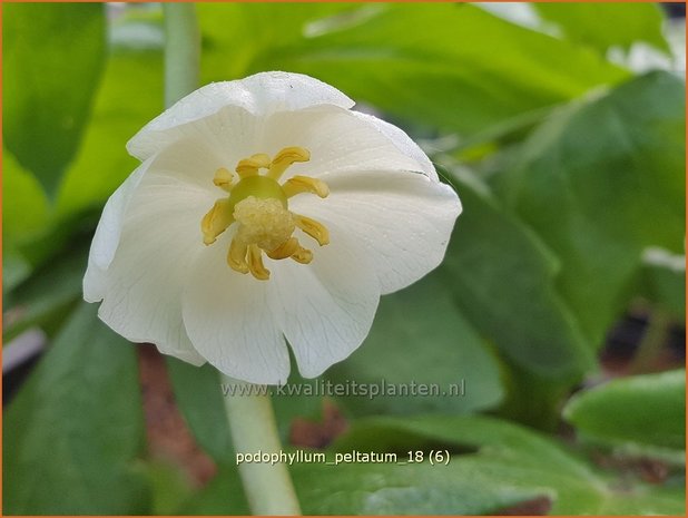 Podophyllum peltatum | Voetblad, Indische alruinwortel, Meiappel | Fußblatt