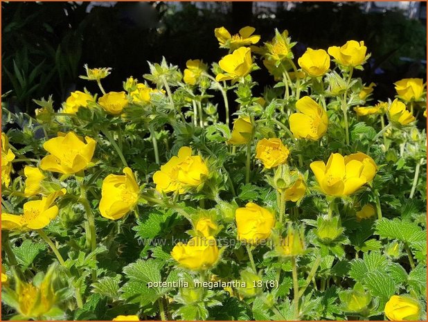 Potentilla megalantha | Ganzerik | Großblütiges Fingerkraut