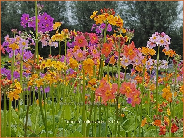 Primula bulleesiana | Etageprimula, Sleutelbloem | Terrakotta-Etagen-Schlüsselblume