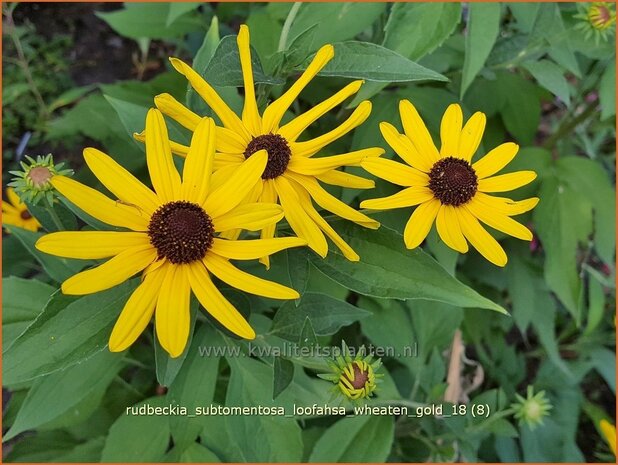 Rudbeckia subtomentosa 'Loofahsa Wheaton Gold' | Zonnehoed | Schwachfilziger Sonnenhut