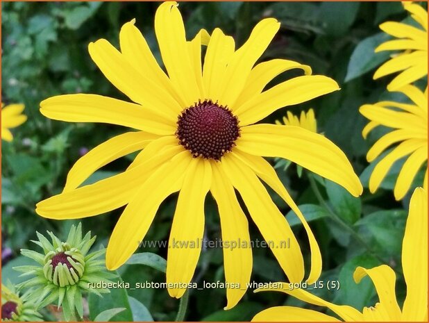 Rudbeckia subtomentosa 'Loofahsa Wheaton Gold' | Zonnehoed | Schwachfilziger Sonnenhut