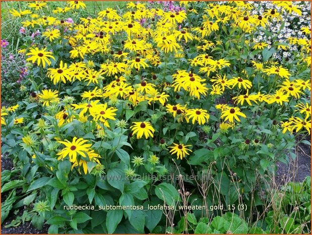 Rudbeckia subtomentosa 'Loofahsa Wheaton Gold' | Zonnehoed | Schwachfilziger Sonnenhut