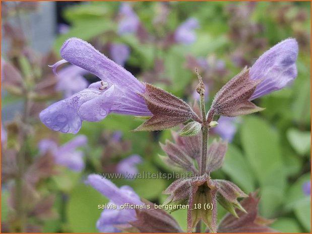 Salvia officinalis 'Berggarten' | Echte salie, Keukensalie, Salie, Salvia | Echter Salbei