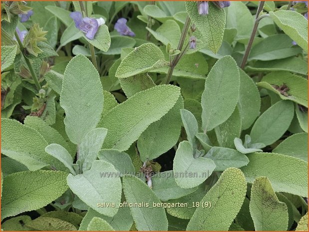 Salvia officinalis 'Berggarten' | Echte salie, Keukensalie, Salie, Salvia | Echter Salbei