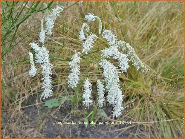 Sanguisorba tenuifolia 'Parviflora' | Pimpernel, Sorbenkruid | Hoher Wiesenknopf