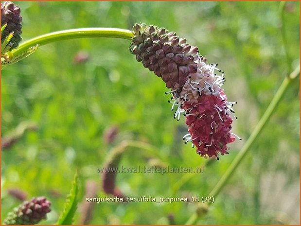 Sanguisorba tenuifolia 'Purpurea' | Pimpernel, Sorbenkruid | Hoher Wiesenknopf