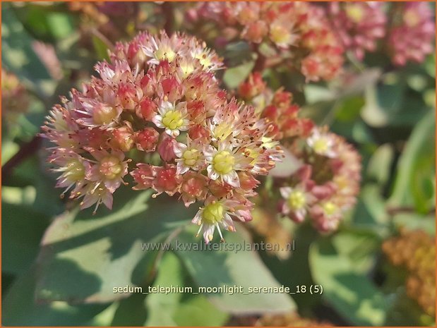 Sedum telephium 'Moonlight Serenade' | Hemelsleutel, Vetkruid | Grosse Fetthenne