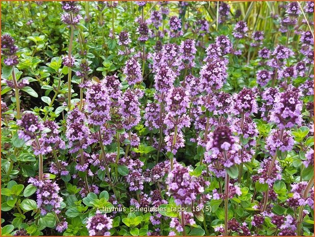 Thymus pulegioides 'Tabor' | Grote tijm, Tijm | Feld-Thymian