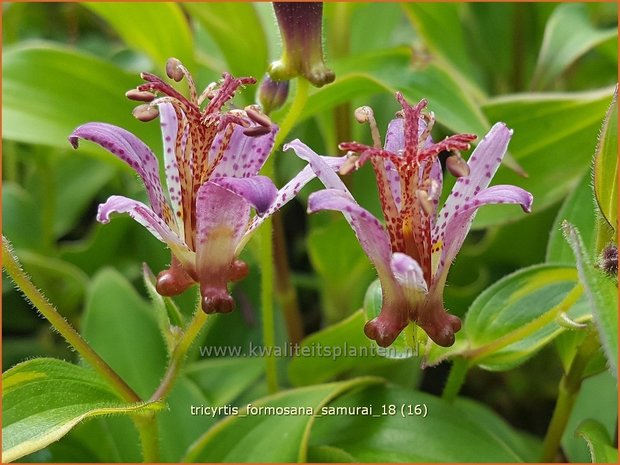 Tricyrtis 'Empress' | Armeluisorchidee, Paddenlelie | Krötenlilie