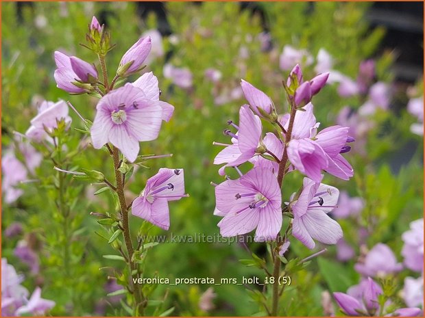 Veronica prostrata 'Mrs Holt' | Liggende ereprijs, Ereprijs | Niederliegender Ehrenpreis