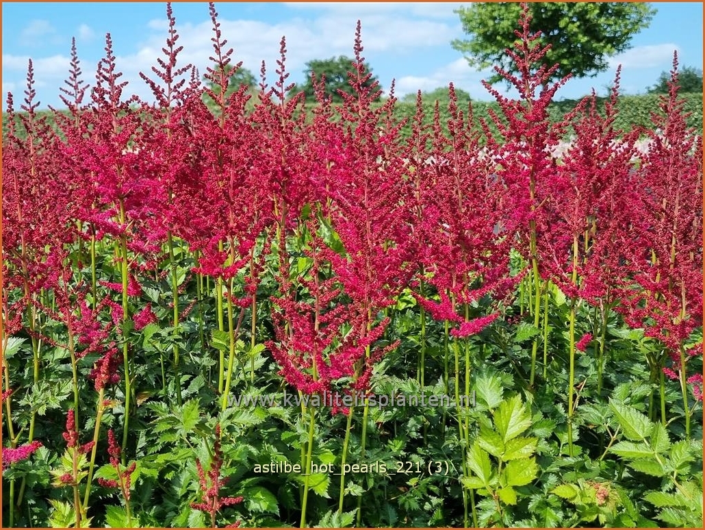 Pluimspirea - Astilbe Hot Pearls - Spirea - kopen bestellen -  KwaliteitsPlanten.nl