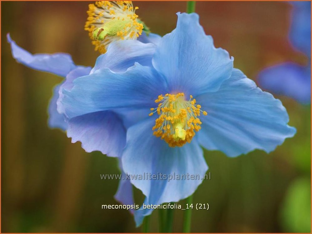 Meconopsis Schijnpapaver Kopen Bestellen Kwaliteitsplanten Nl