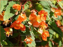 Begonia