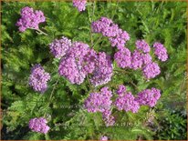 Achillea millefolium &#39;Lilac Beauty&#39;