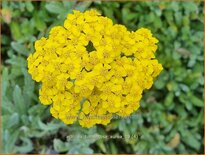 Achillea tomentosa &#39;Aurea&#39;