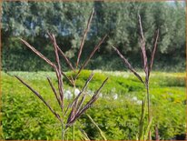 Andropogon hallii &#39;Purple Konza&#39;