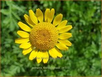 Anthemis hybrida &#39;Kelwayi&#39;