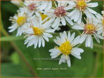 Aster glehnii &#39;Agleni&#39;