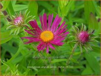 Aster novae-angliae &#39;James Ritchie&#39;