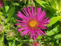 Aster novae-angliae &#39;James Ritchie&#39;