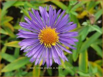 Aster novae-angliae &#39;W. Bowman&#39;