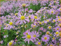 Aster &#39;Pink Star&#39;