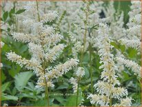 Astilbe &#39;Diamant&#39;